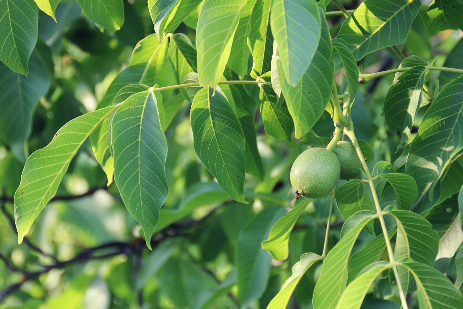 Walnut tree