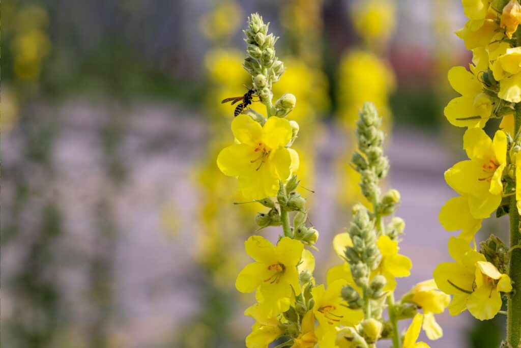 Wasp on Verbascum thapsus