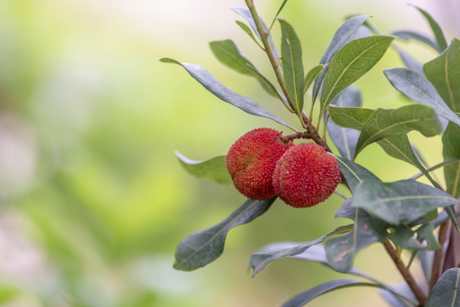 Wax Myrtle