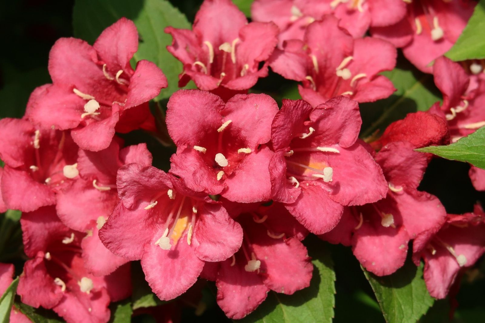 Weigela Florida