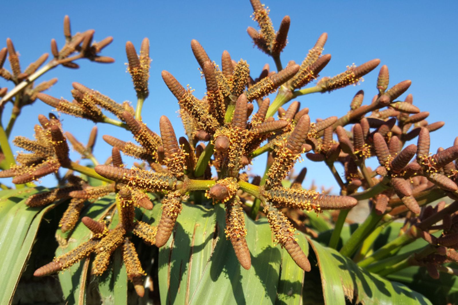 Welwitschia