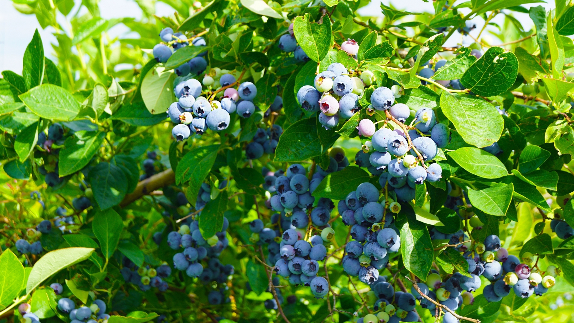 blueberry bush