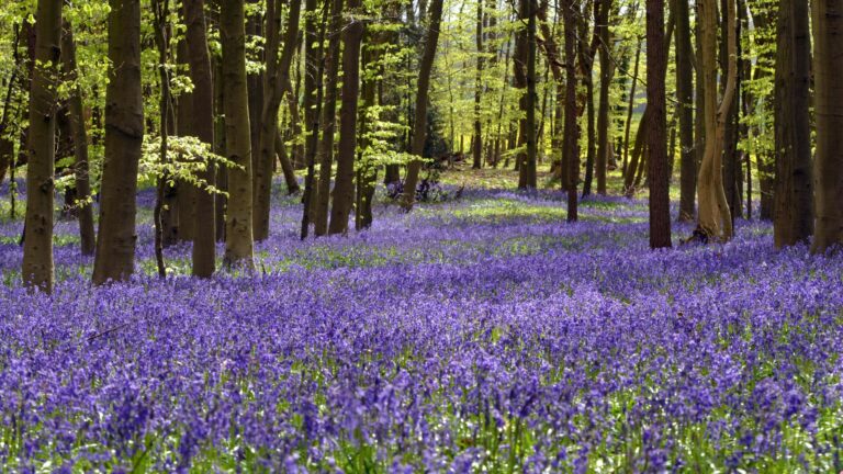 Bluebells