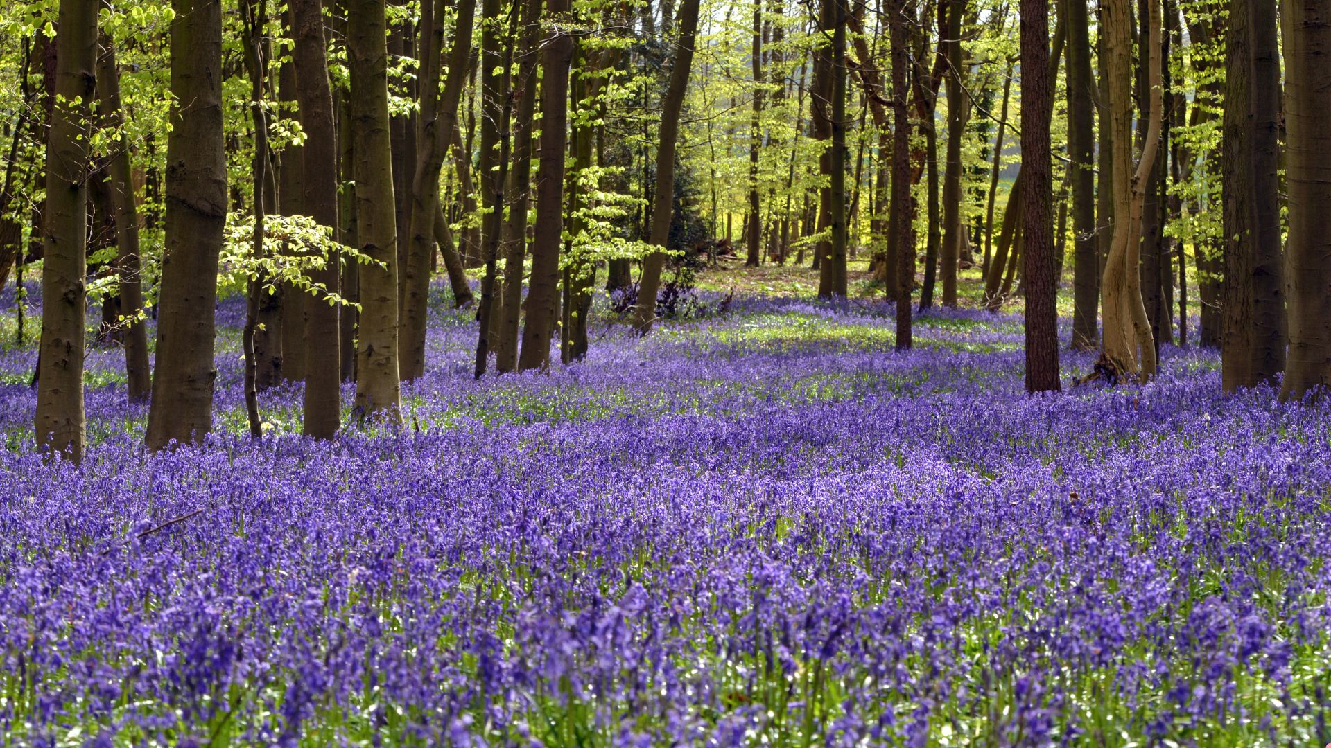 Where To Plant Bluebells For A Gorgeous, Effortless Bloom Display