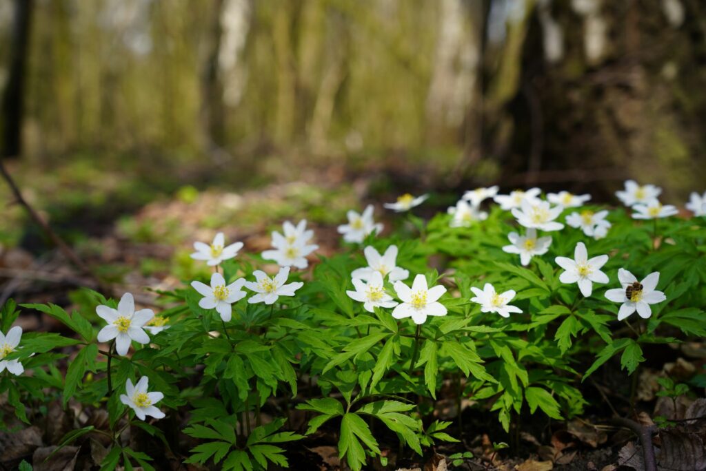 White Anemones