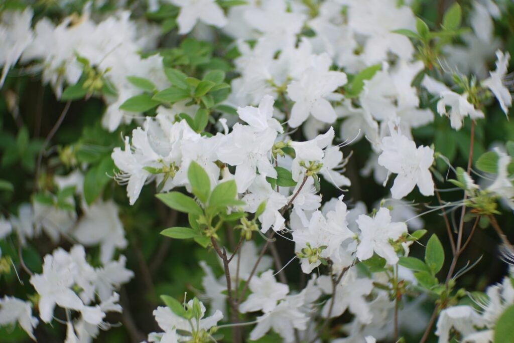 White Azaleas