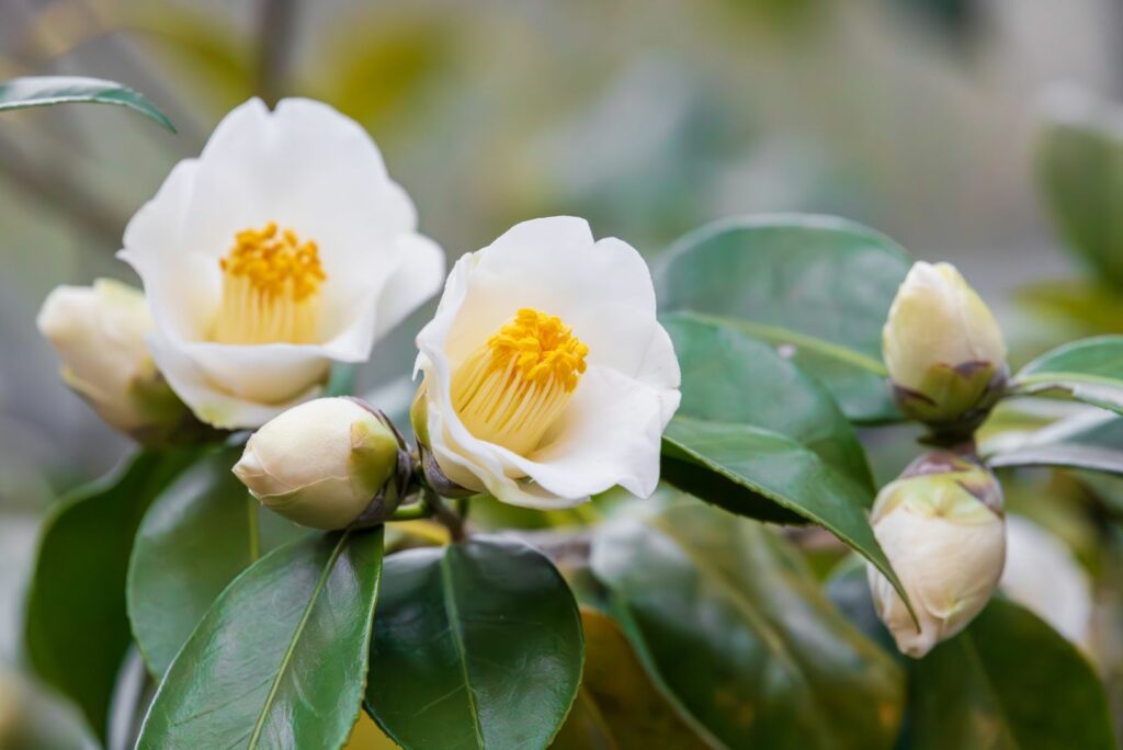 White Camellias