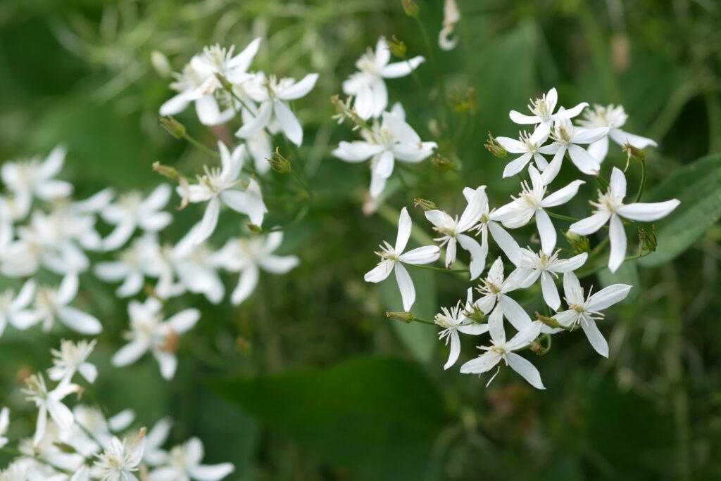 White Clematis