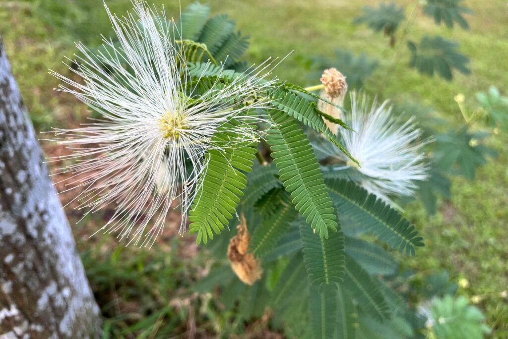 White Cosmos