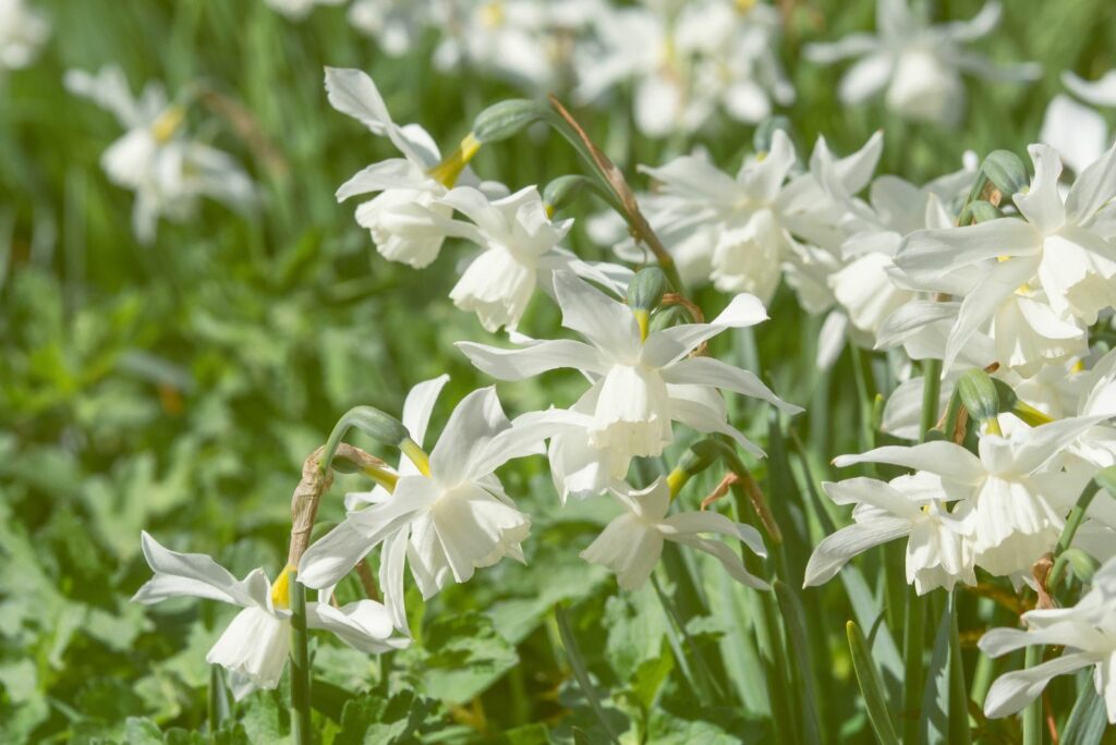 White Daffodils