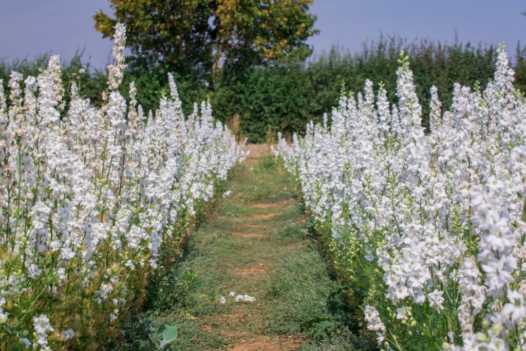 White Delphiniums