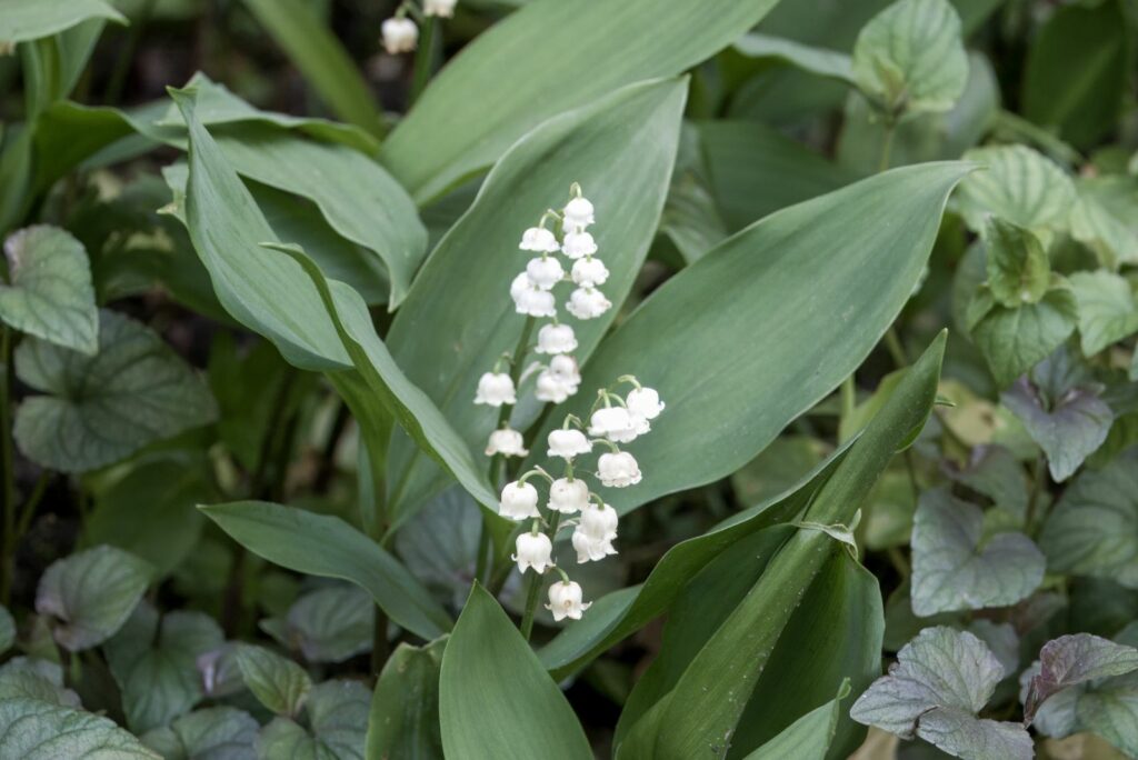 White Foxgloves