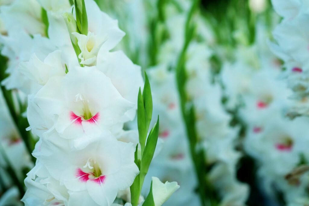 White Gladiolus