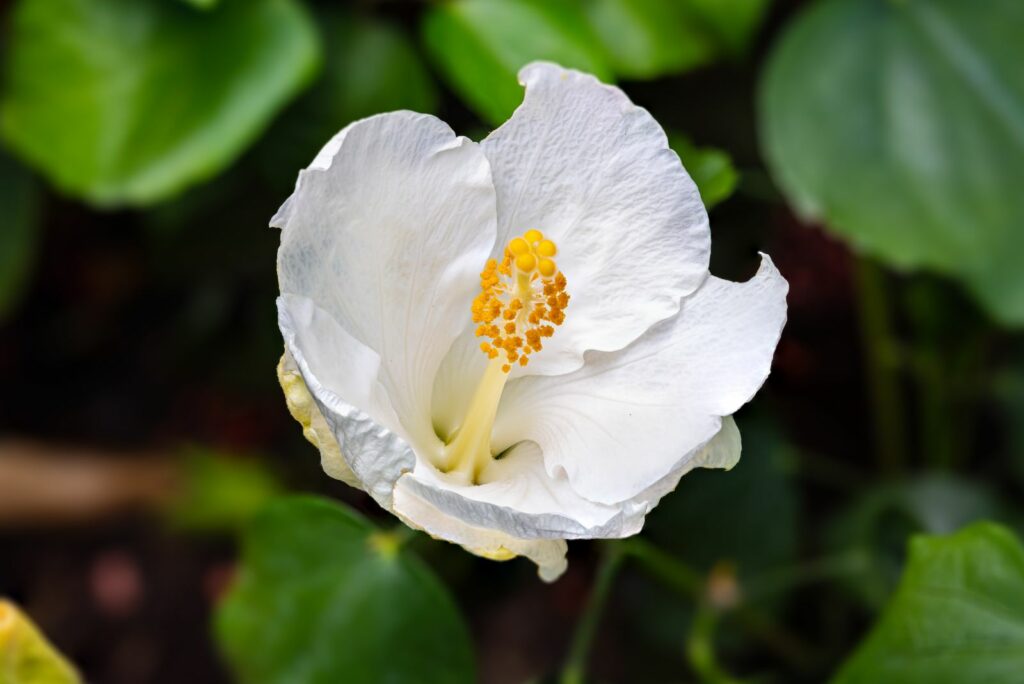 White Hibiscus