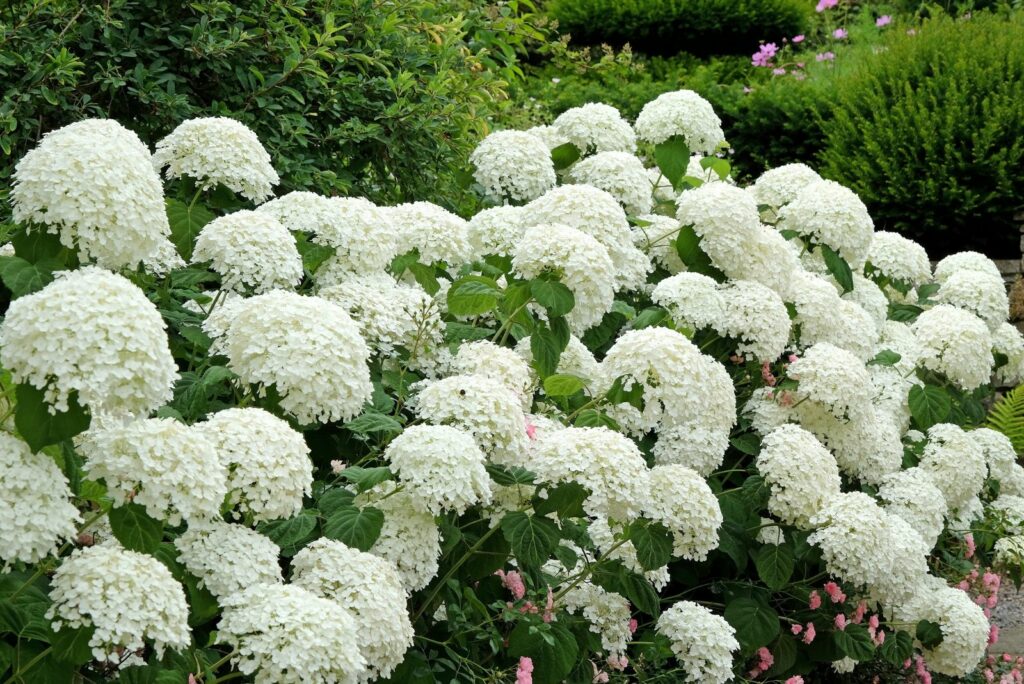 White Hydrangeas