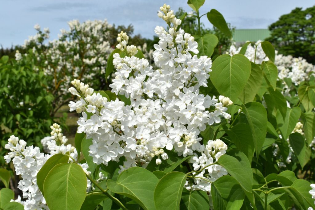 White Lilacs