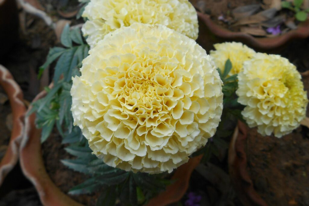 White Marigolds