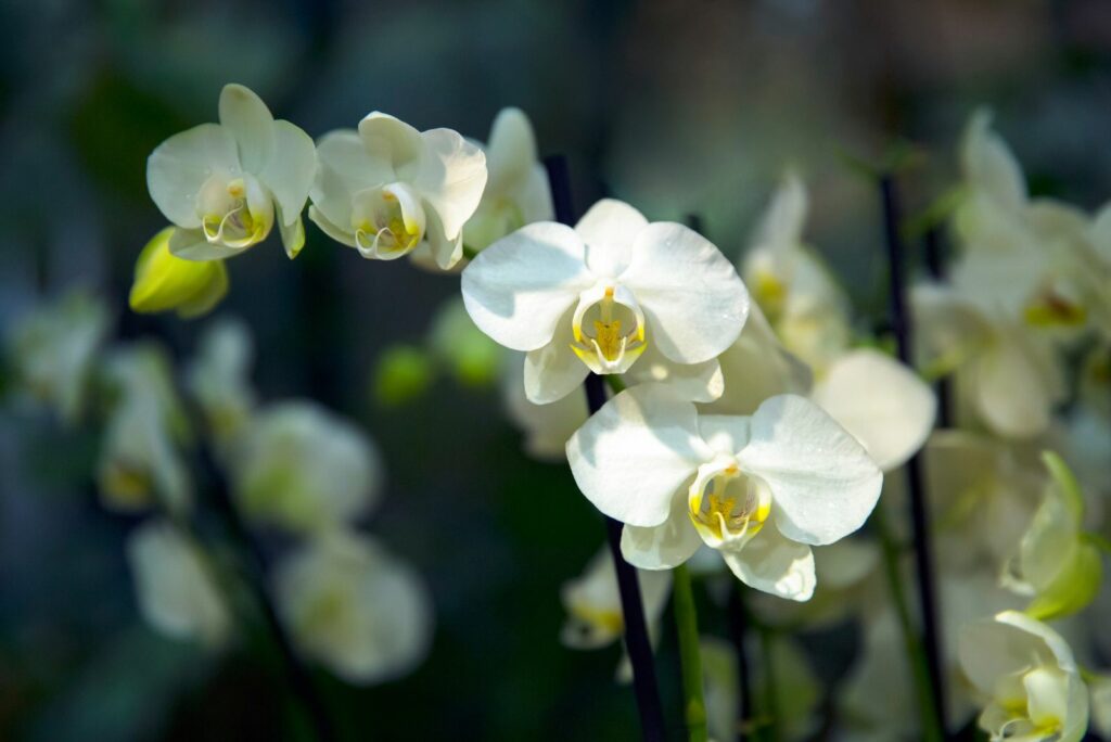 White Orchid