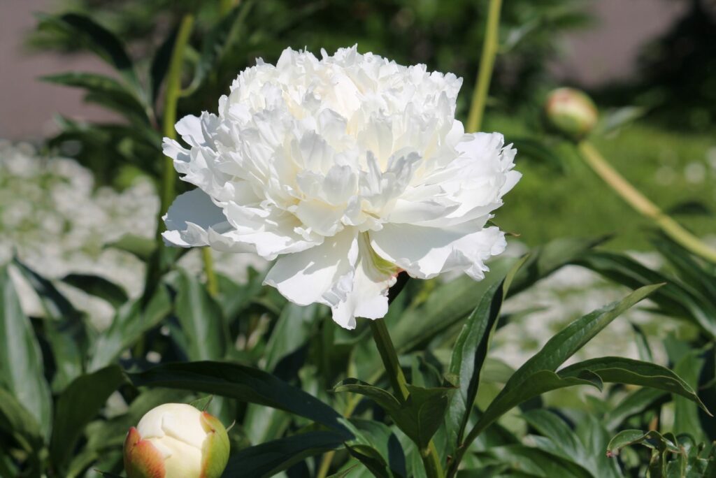 White Peonies