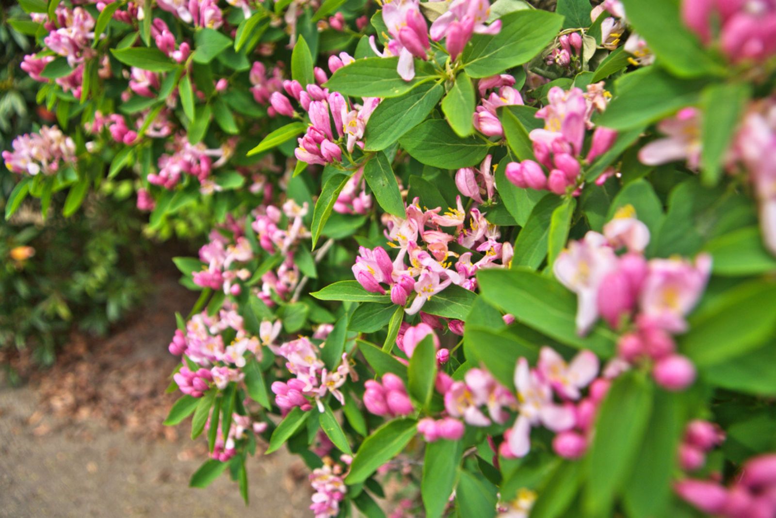 White Pink Tatarian honeysuckle