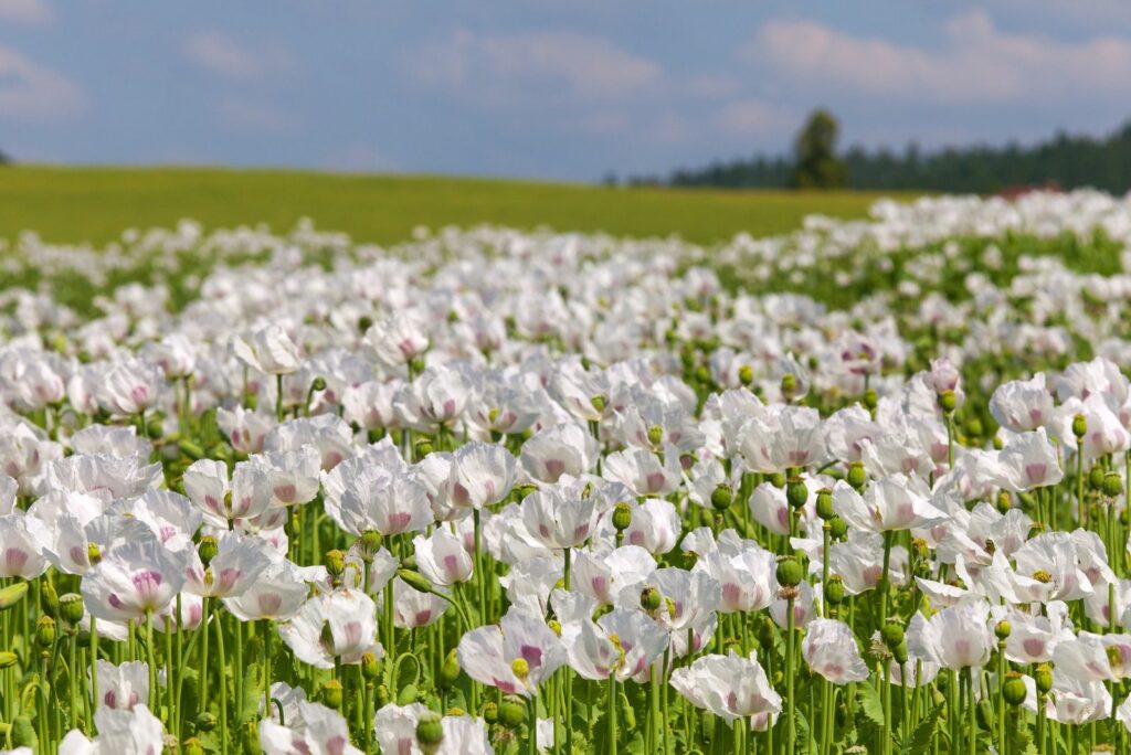 White Poppies