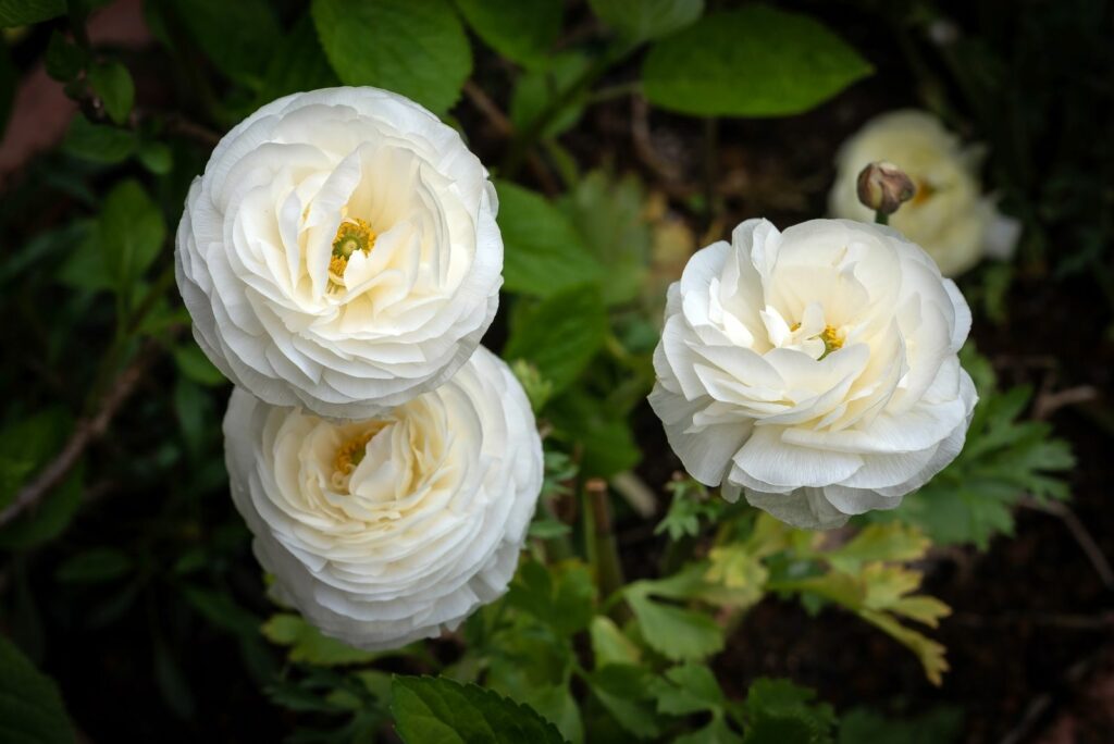 White Ranunculus