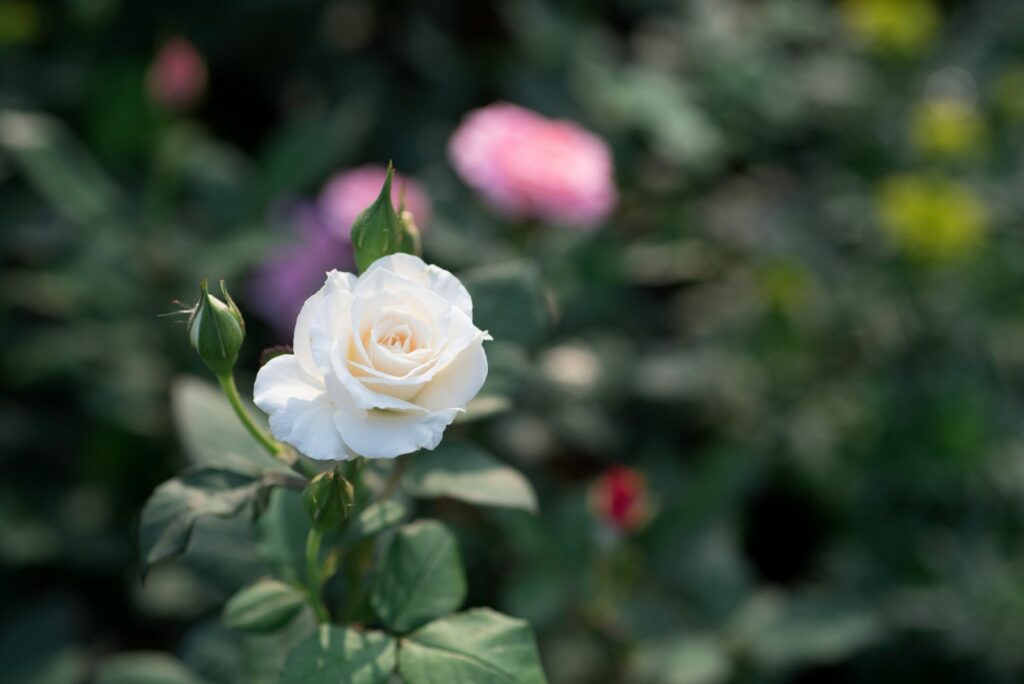 White Roses