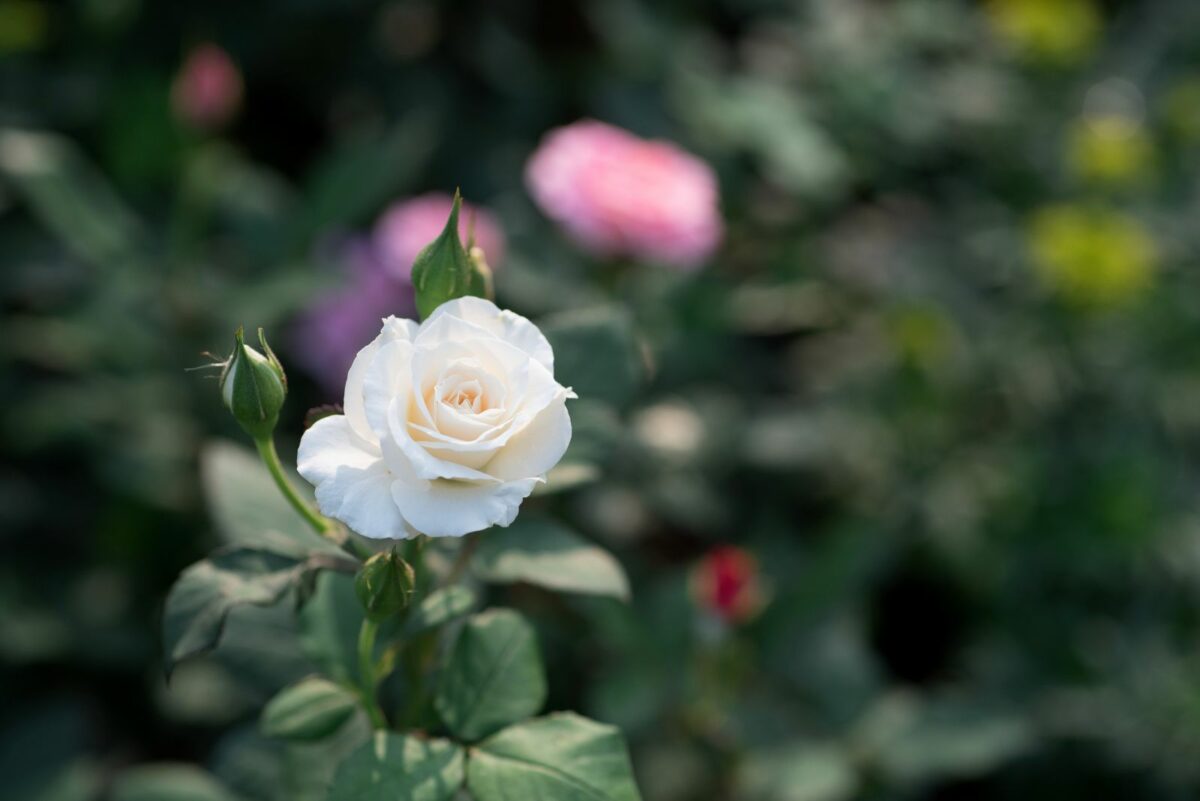 35 Gorgeous White Flowers To Make Your Garden A Dream
