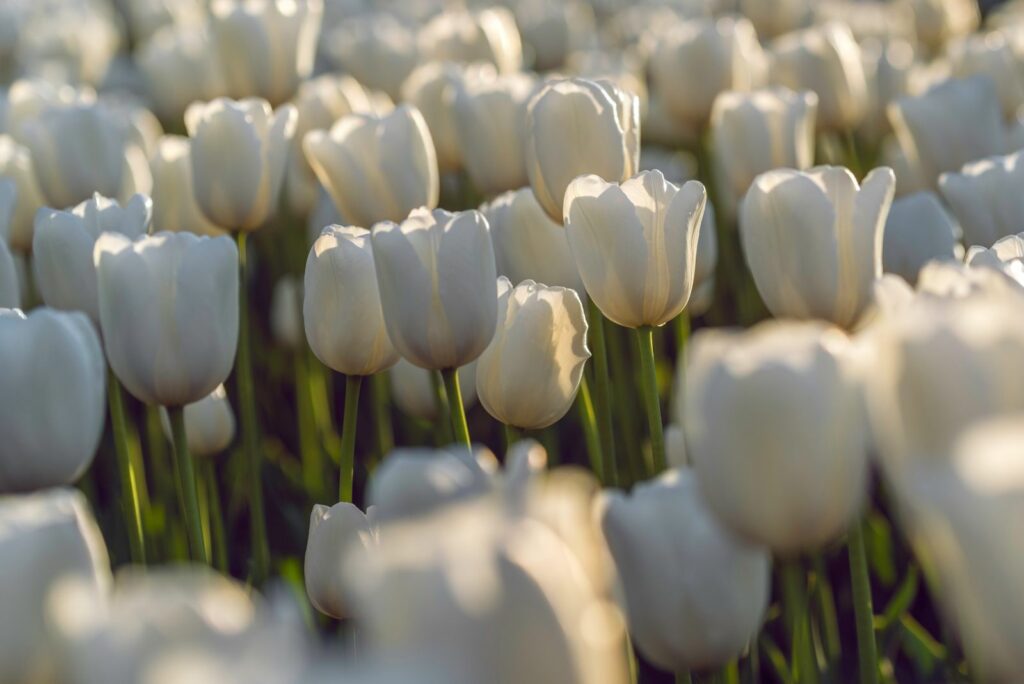 White Tulips