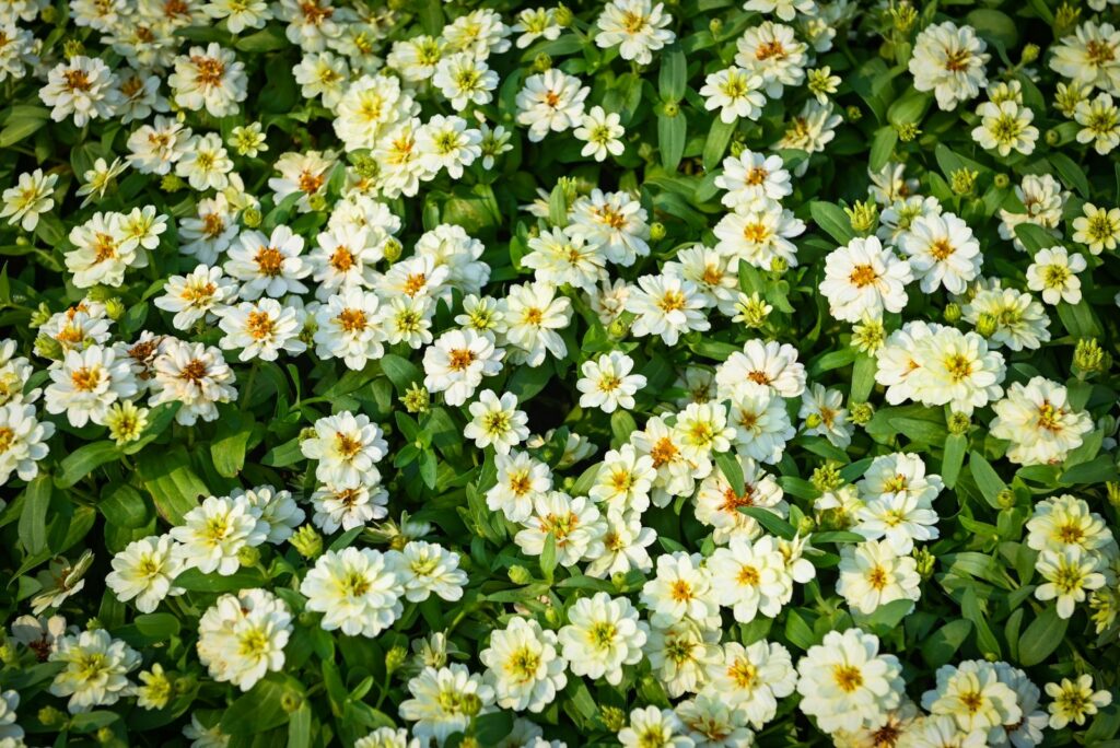 White Zinnias