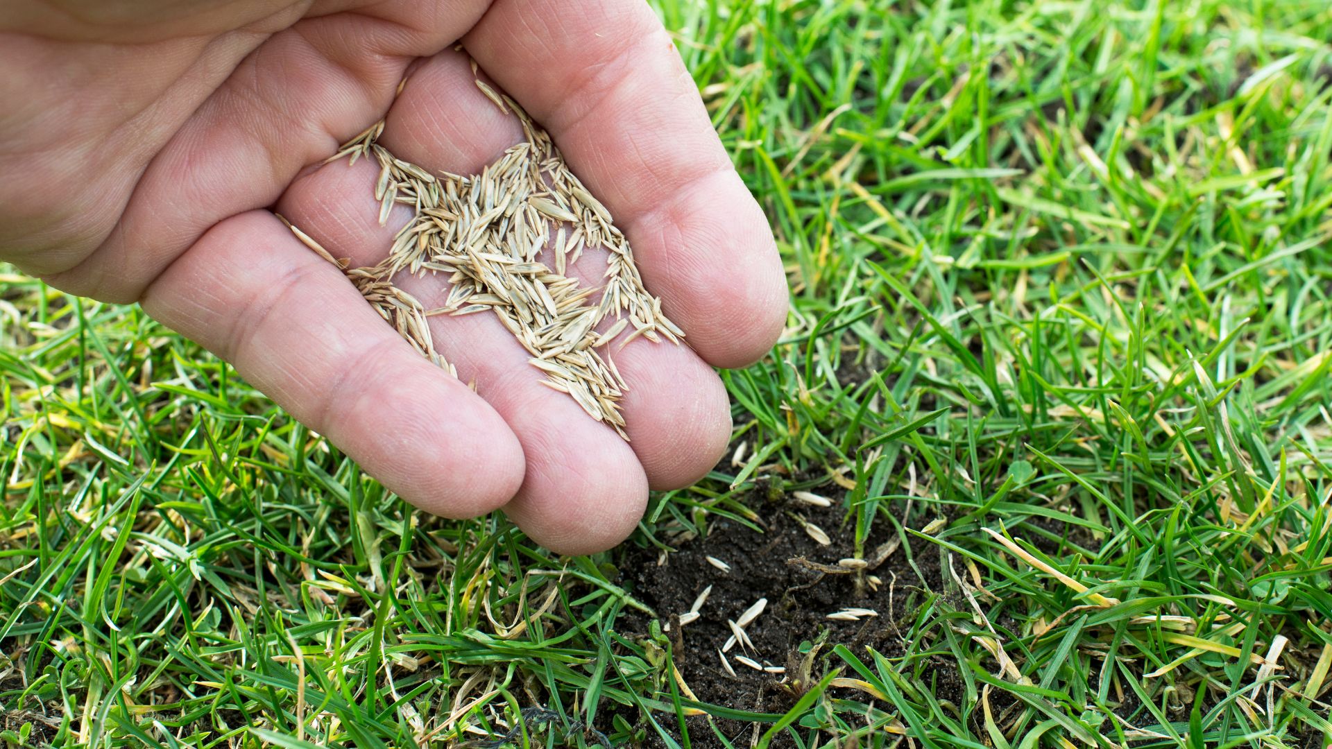 Why Covering Your Grass Seed With These Materials Is Key To A Lush Lawn