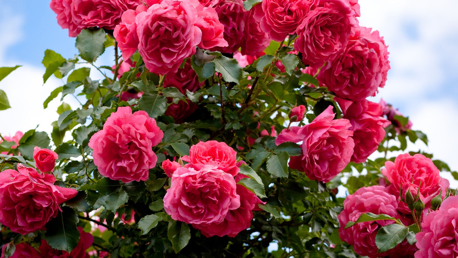 Why Now Is The Perfect Time To Plant Rose Bushes In Your Garden