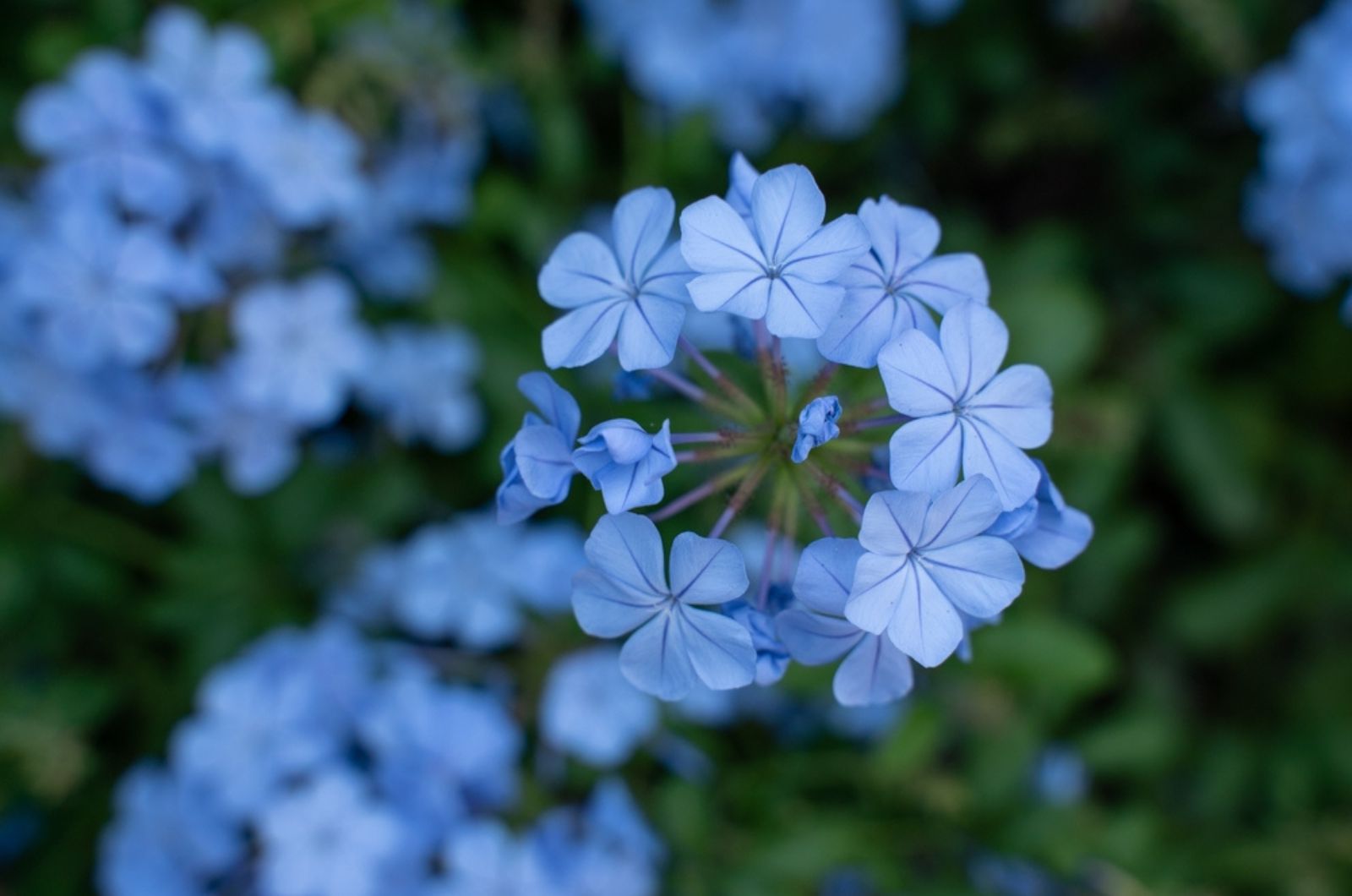 wild blue phlox