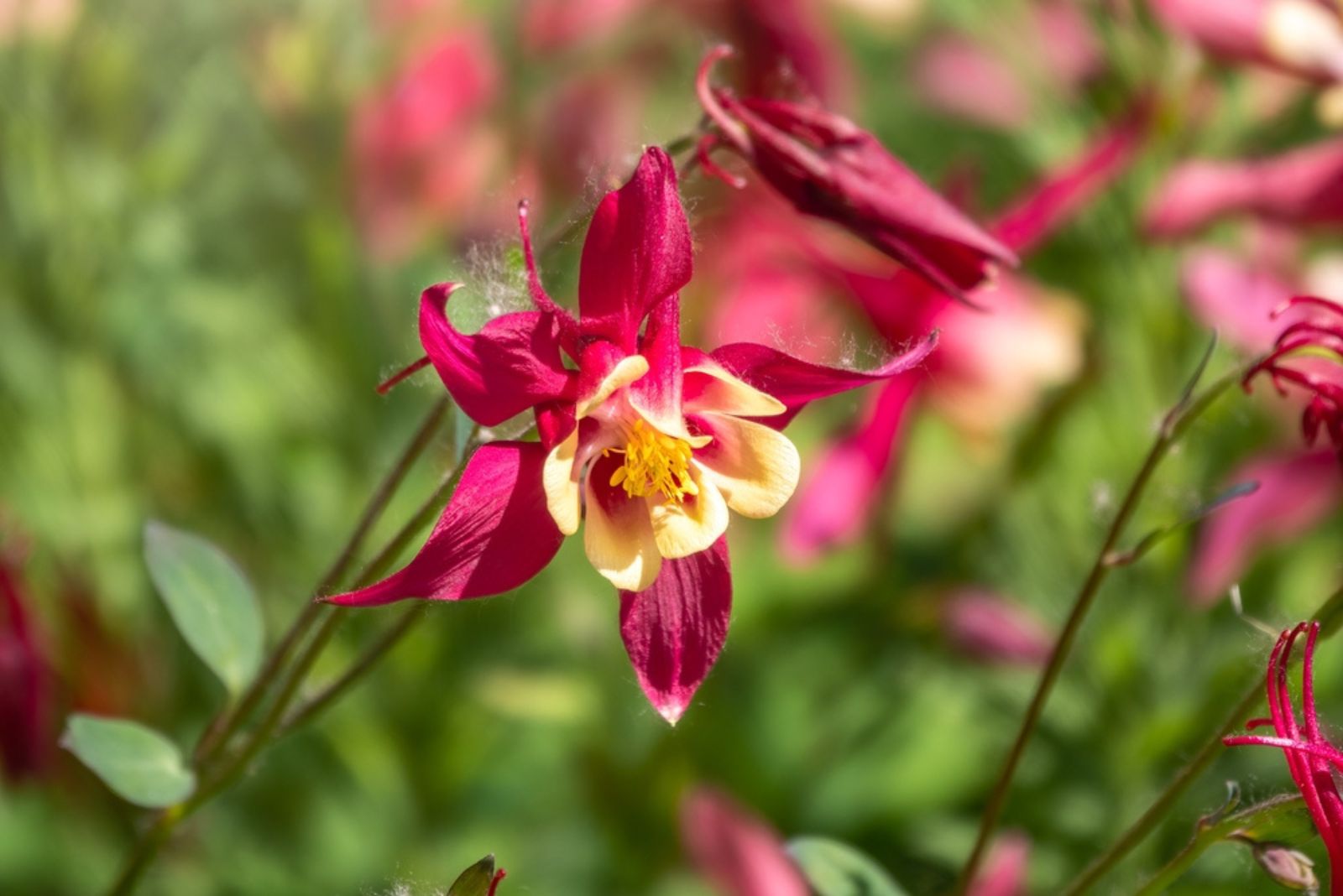 Wild Columbine