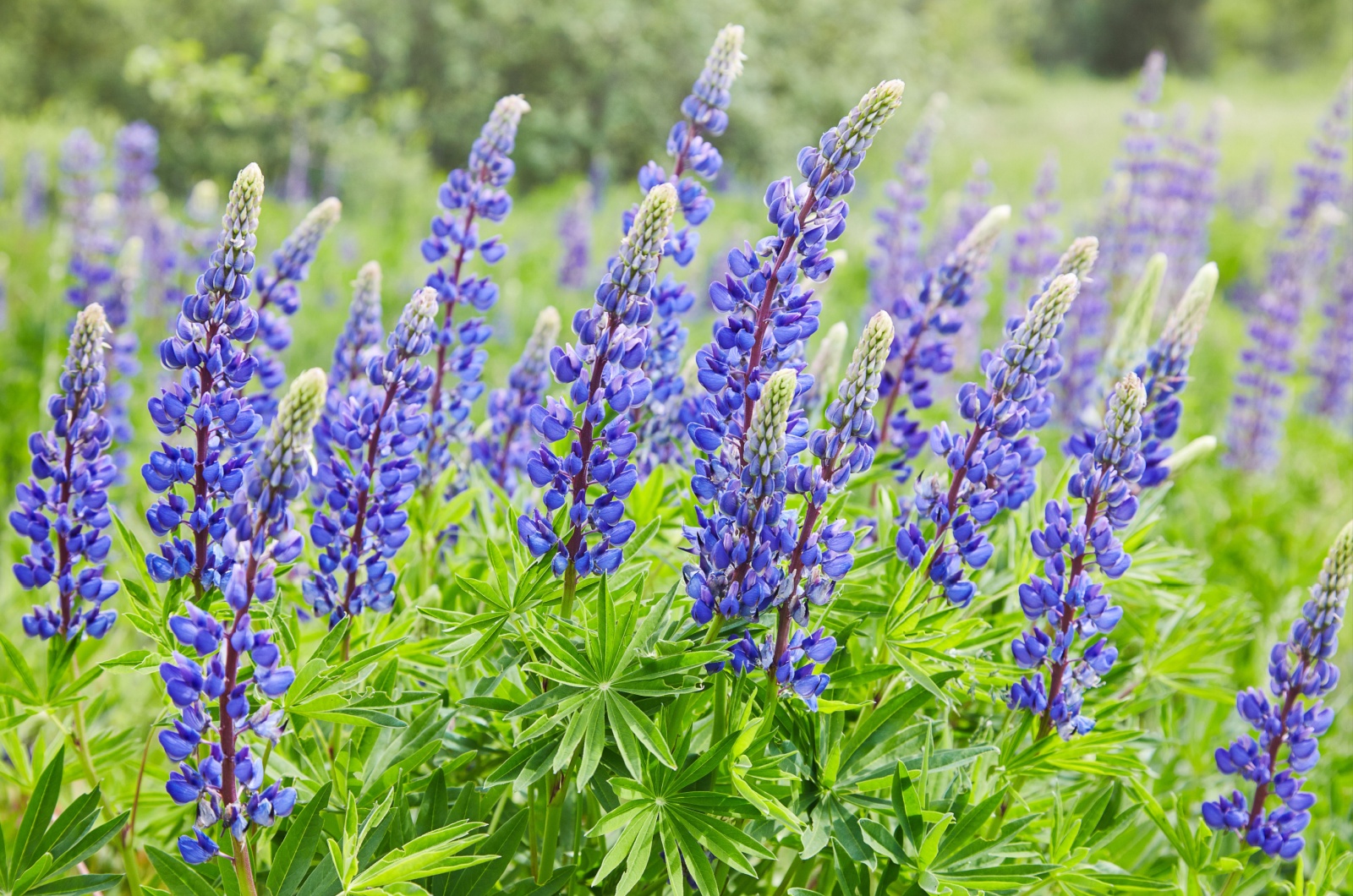 Wild Lupin