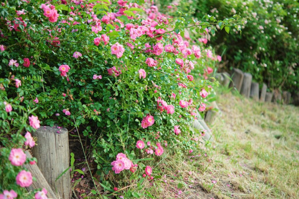 Wild Rose Hedges