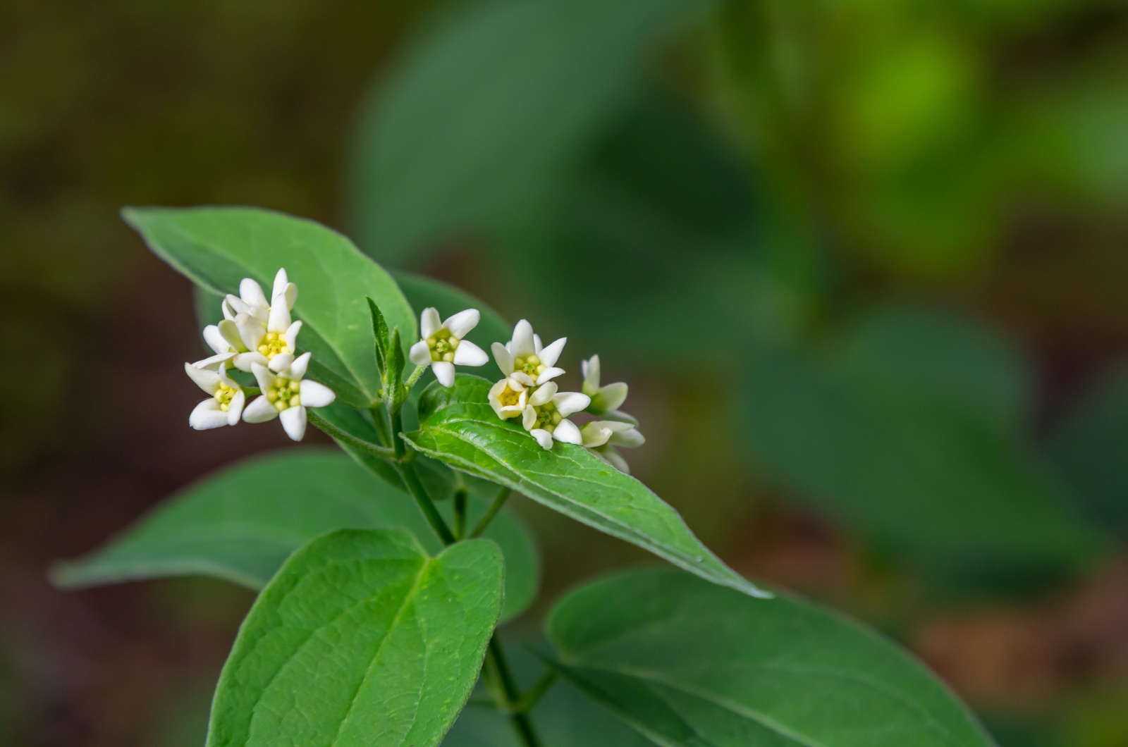 Wild Swallow-Wort