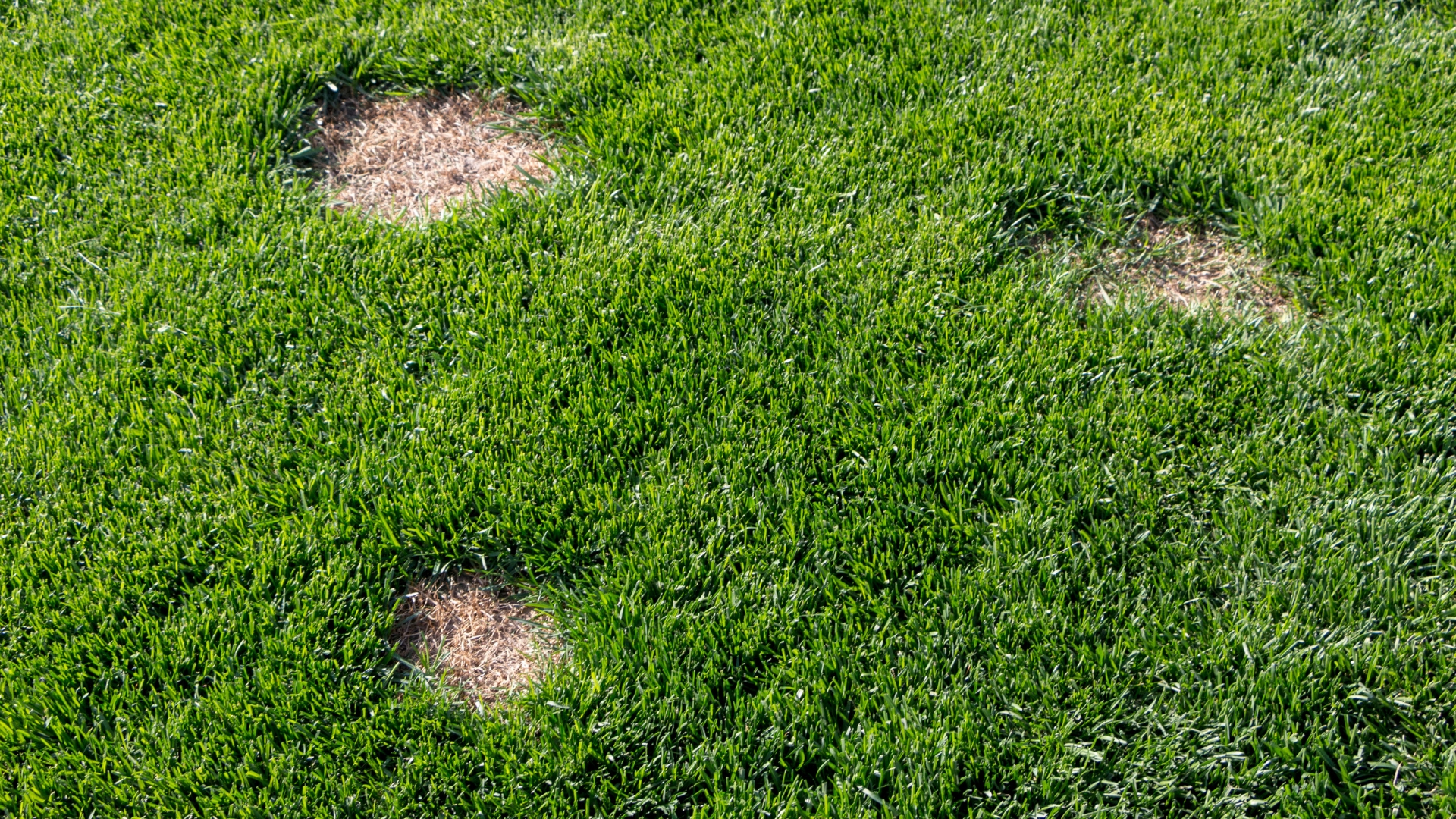 bare spots on lawn