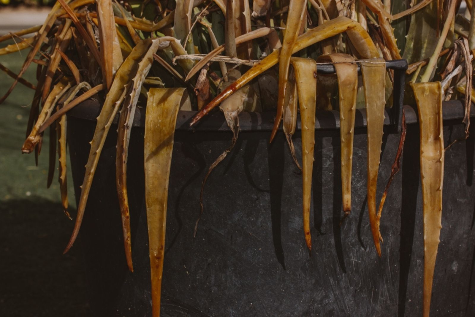 Wilted brown leaves of aloe vera