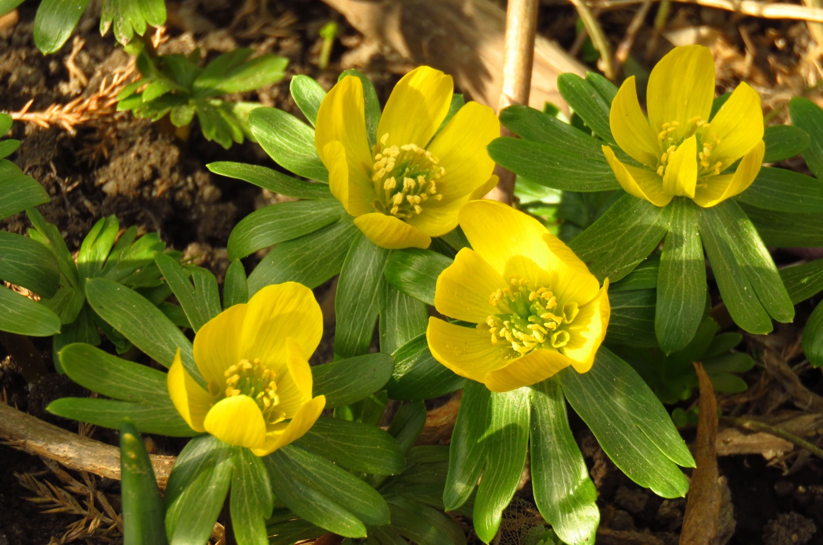 Winter Aconite