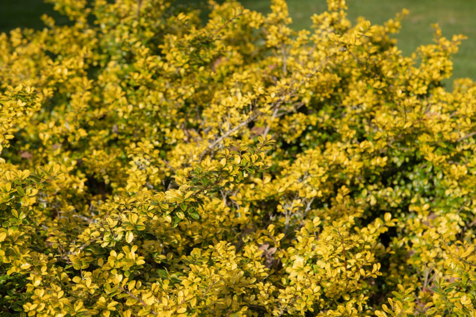 Winter Gem Boxwood