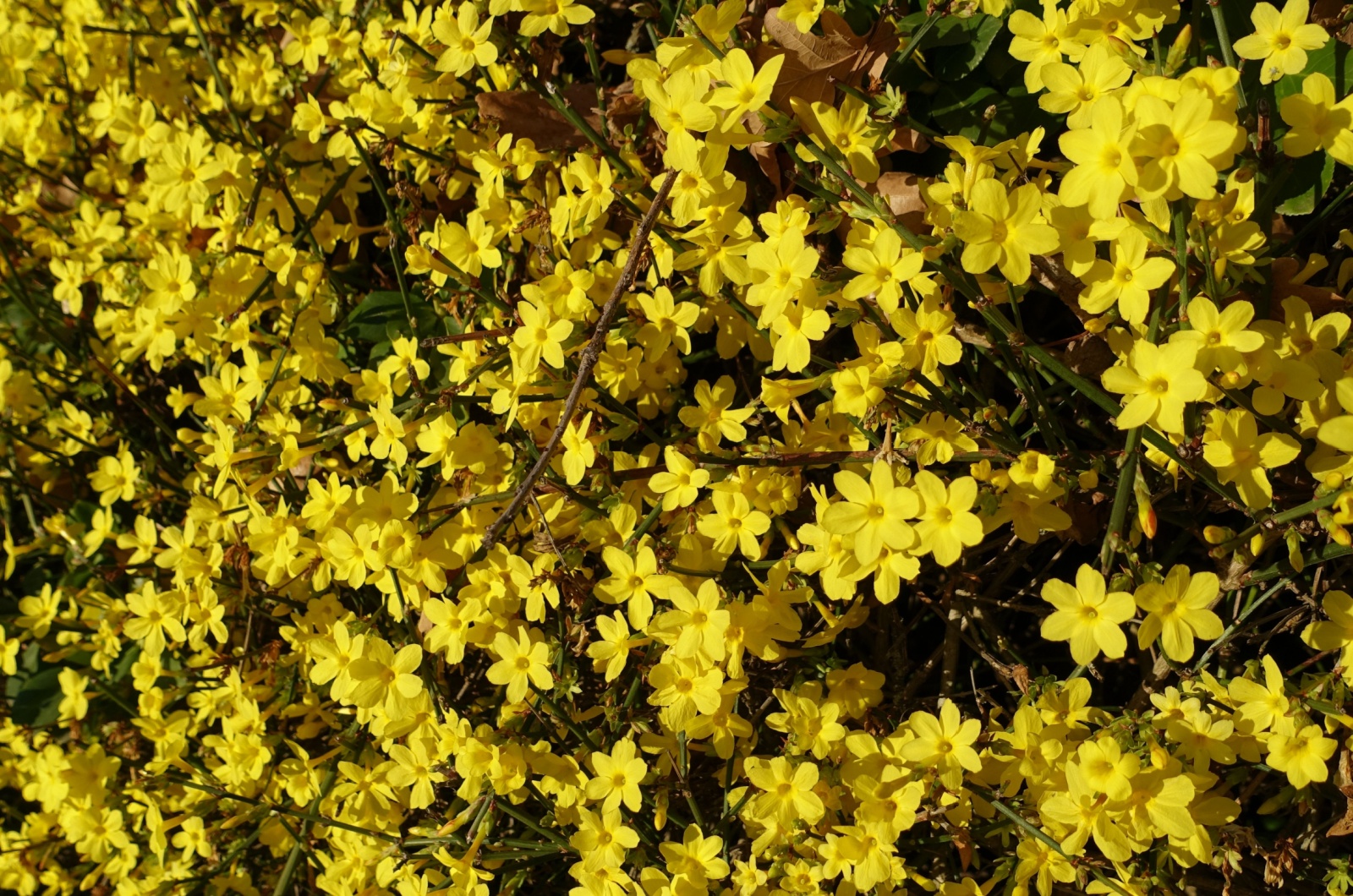 Winter Jasmine