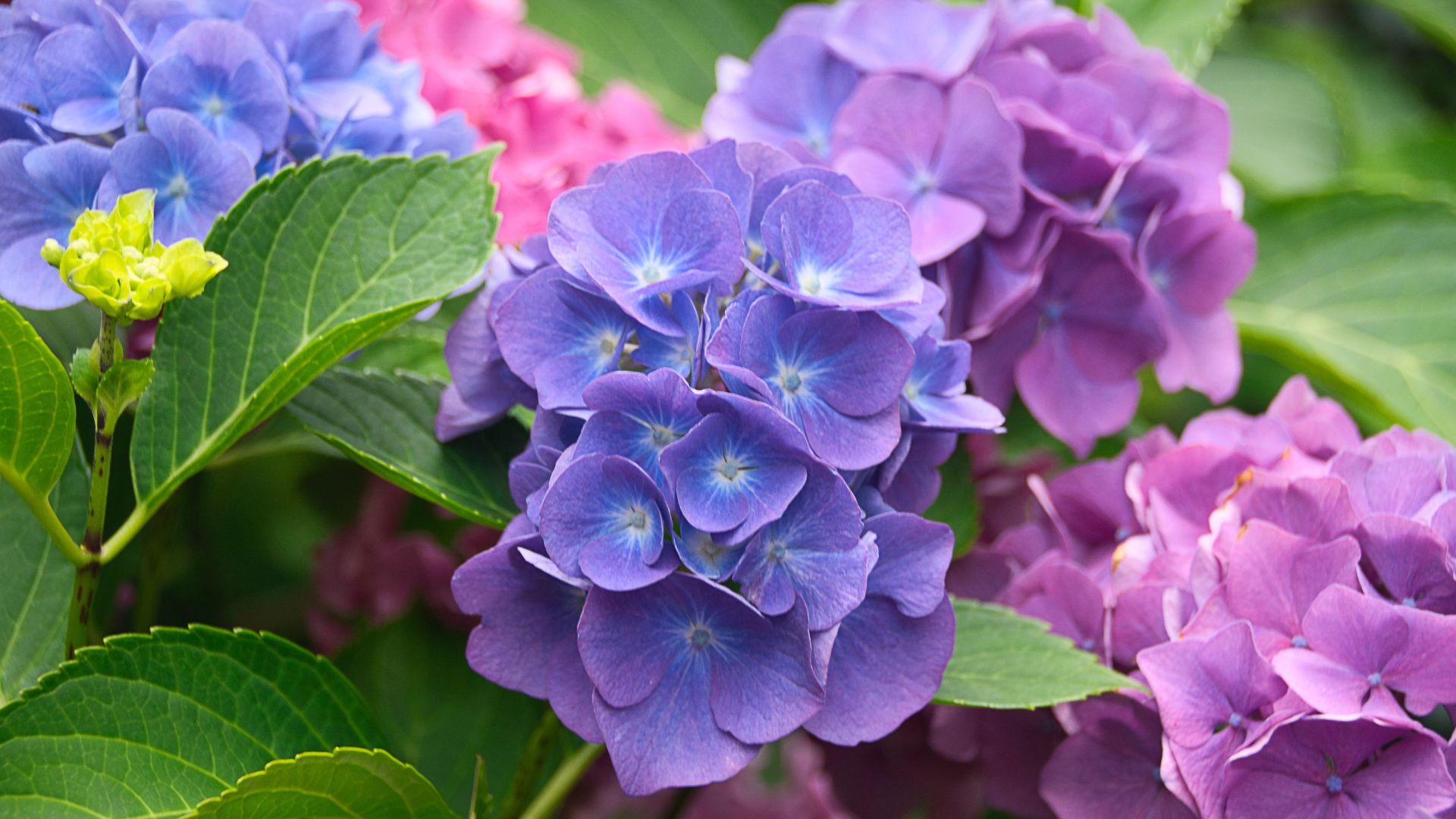 hydrangea flowers