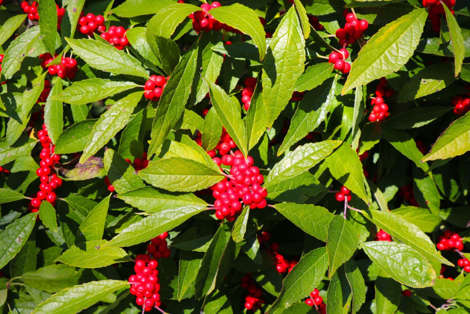 Winterberry Holly