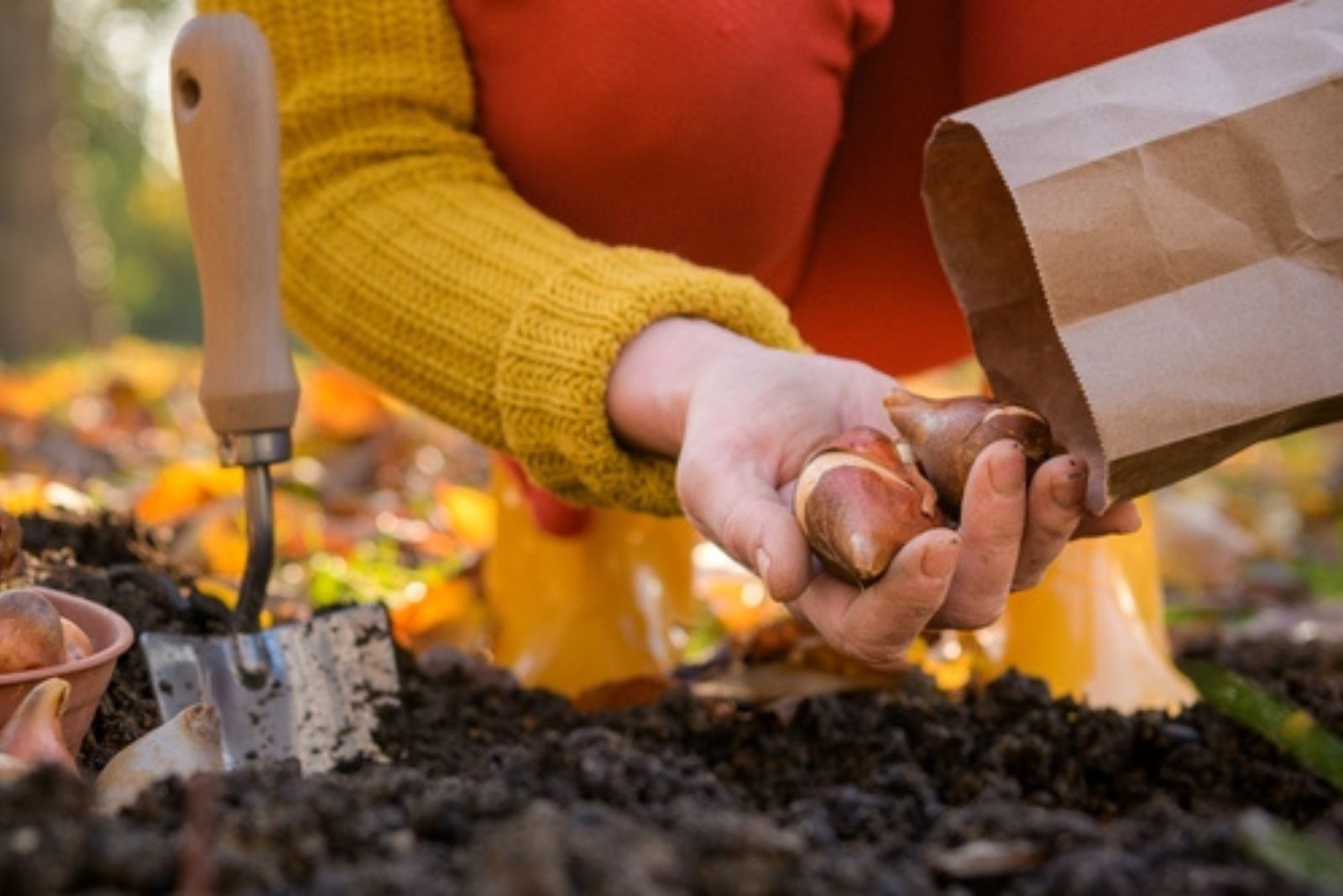 Woman planting tulip bulbs