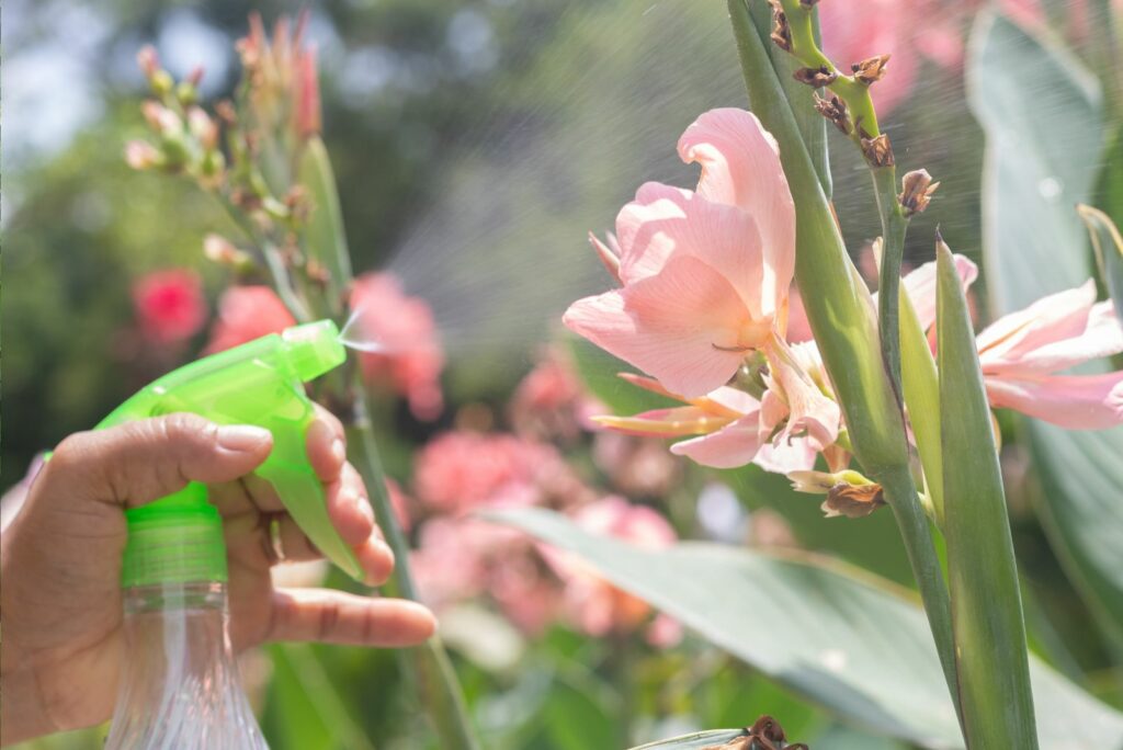 Woman watering Canna Lilies