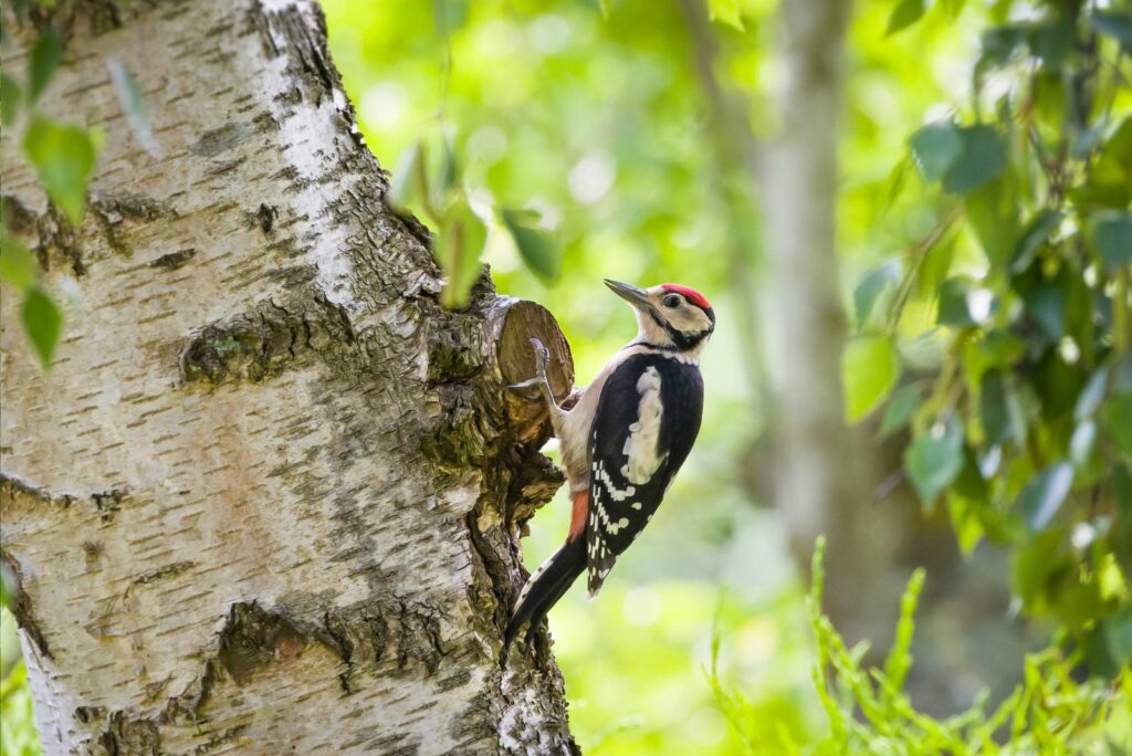 Woodpeckers in the forest