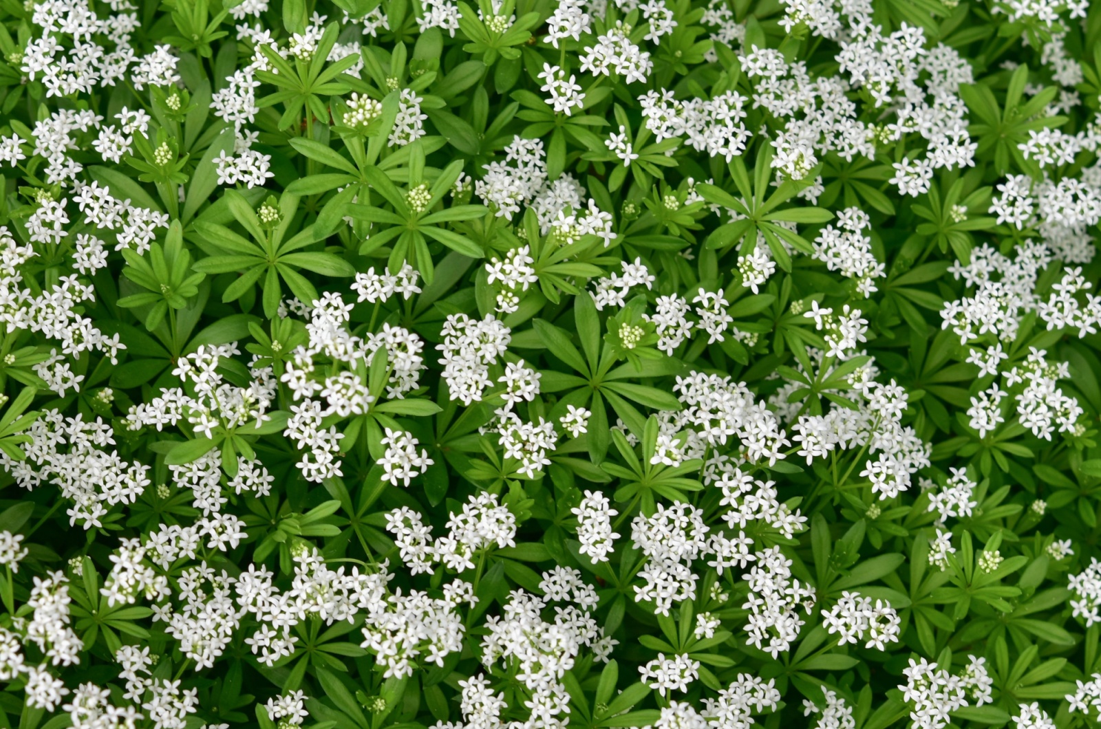 Woodruff