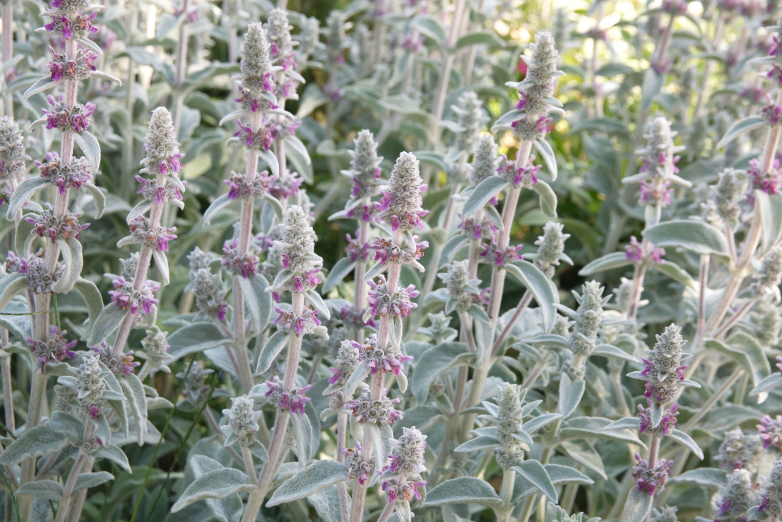 Woolly Lamb’s Ear