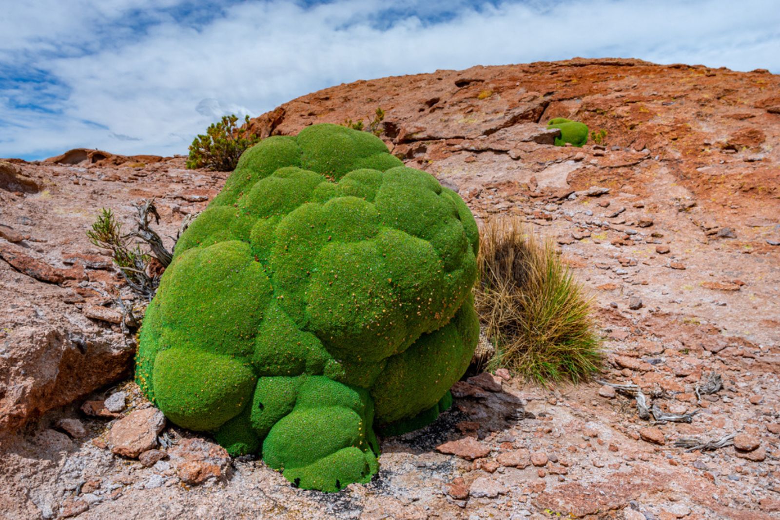 Yareta